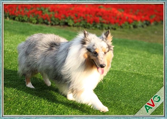 Çin UV Dayanımlı Köpek Pet Suni Çim / Sentetik Çim Çevre Dostu Kurulum Tedarikçi