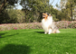 Uzun Süreli Mouldproof Pet Sahte Çim, UV Direnci ile Yapay Köpek Çim Tedarikçi