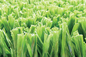 AVG Yüksek Dereceli Yeşil Futbol Suni Çim, Futbol Sentetik Çim Halı Tedarikçi
